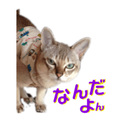 [LINEスタンプ] だいちゃんときなちゃん 