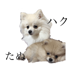 [LINEスタンプ] ハクたぬ 