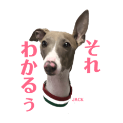 [LINEスタンプ] イタグレジャックの挨拶