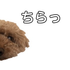 [LINEスタンプ] うちのなつもこの画像（メイン）