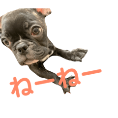 [LINEスタンプ] はなちゃんと愉快な仲間たち1