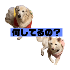 [LINEスタンプ] ゴールデン×柴