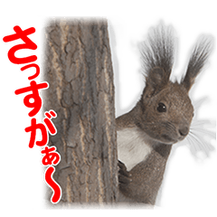 [LINEスタンプ] かわいいエゾリスのスタンプ