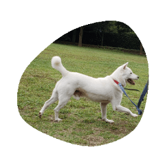 [LINEスタンプ] 紀州犬仁八