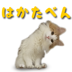 [LINEスタンプ] 博多弁猫の画像（メイン）