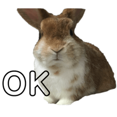 [LINEスタンプ] エブリデイ、きなこ