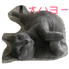 [LINEスタンプ] 愛猫ジジくん♡