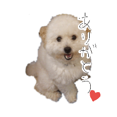 [LINEスタンプ] 我が家のユキのスタンプ