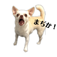 [LINEスタンプ] 我が家のふぅちゃん 2nd