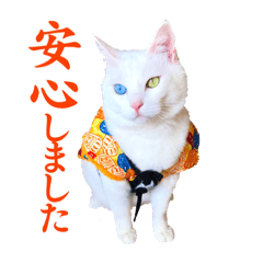 [LINEスタンプ] 白猫タマとしましまーずの日常(敬語)