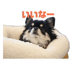 [LINEスタンプ] チワワのまろちゃん