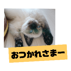 [LINEスタンプ] ぼた・ちょび・つぶ