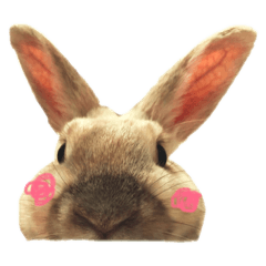 [LINEスタンプ] むぎとゆかいな仲間たち