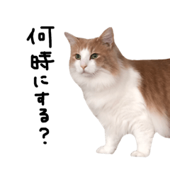 [LINEスタンプ] 猫のきもち。