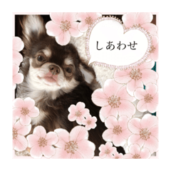 [LINEスタンプ] チワワちゃん4