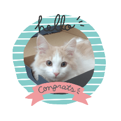 [LINEスタンプ] もふもふ猫「リチャード」 