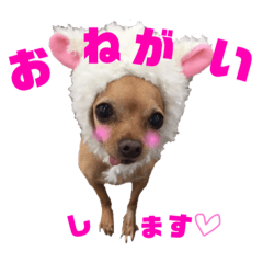 [LINEスタンプ] チワピンうめのスタンプ 