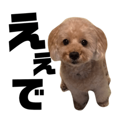 [LINEスタンプ] シューです 