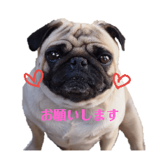 [LINEスタンプ] 鼻ぺちゃ犬リアルスタンプ 