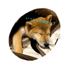 [LINEスタンプ] 聖くんを使って日常会話