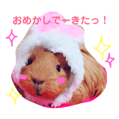 [LINEスタンプ] 女子力高めなぷりんちゃん