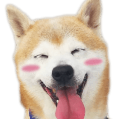 [LINEスタンプ] 老犬 愛犬チビ