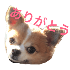 [LINEスタンプ] うーーーちゃん