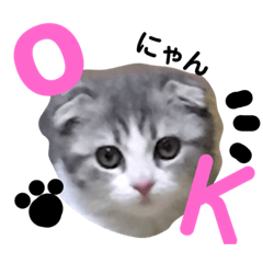 [LINEスタンプ] coco＊にゃんこ2
