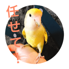 [LINEスタンプ] コザクラインコです