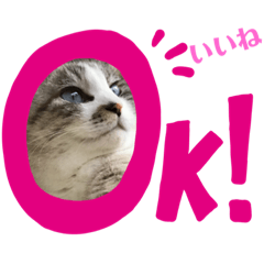 [LINEスタンプ] にゃんズとしらちゃ 毎日スタンプ