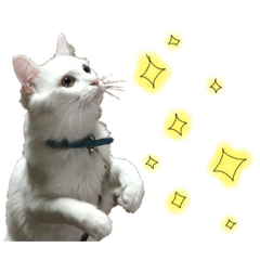 [LINEスタンプ] もあとふう