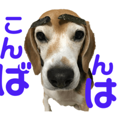[LINEスタンプ] 元気なビーグル①