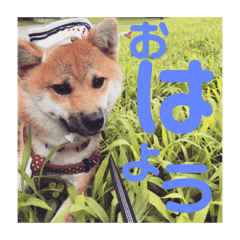 [LINEスタンプ] 初めてあずきちゃんです！