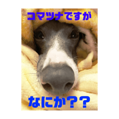 [LINEスタンプ] さらにイタグレのコマツナくん