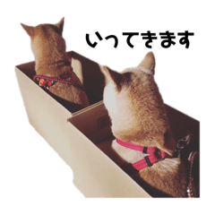 [LINEスタンプ] 柴犬 こふた