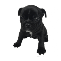 [LINEスタンプ] ビビちゃんねる