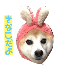 [LINEスタンプ] 柴犬きなこ.パート1