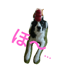 [LINEスタンプ] ボーダーコリーのぽたこりん