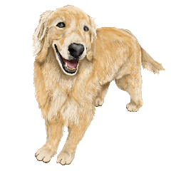 [LINEスタンプ] 優しい犬！5永遠のゴールデンレトリバーの画像（メイン）