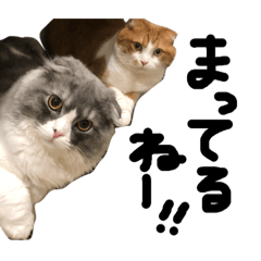 [LINEスタンプ] 春米すたんぷ 16コマ