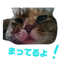 [LINEスタンプ] ペット！にゃんこスタンプ 