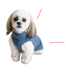 [LINEスタンプ] シーズー×マルシーズー もも 