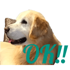 [LINEスタンプ] ゴールデンのランディくん