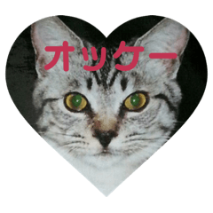 [LINEスタンプ] ネコちゃんたち集合2 