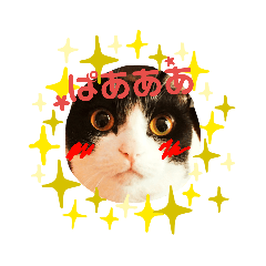 [LINEスタンプ] 猫たちのきもち