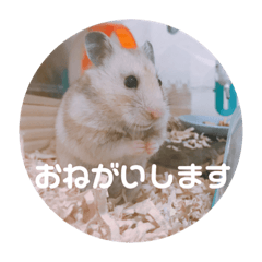 [LINEスタンプ] MEGURU,のめぐるん 