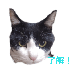 [LINEスタンプ] はち美 2