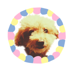[LINEスタンプ] トイ・プードルのるいくん2 fetchpriority=high
