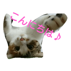 [LINEスタンプ] コナコト 猫 fetchpriority=high