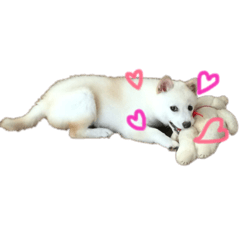 [LINEスタンプ] 豆柴メグちゃん
